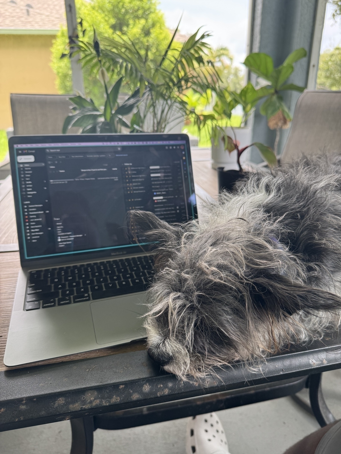 A shaggy dog rests its head on a table next to an open laptop displaying a code editor, with plants in the background.
